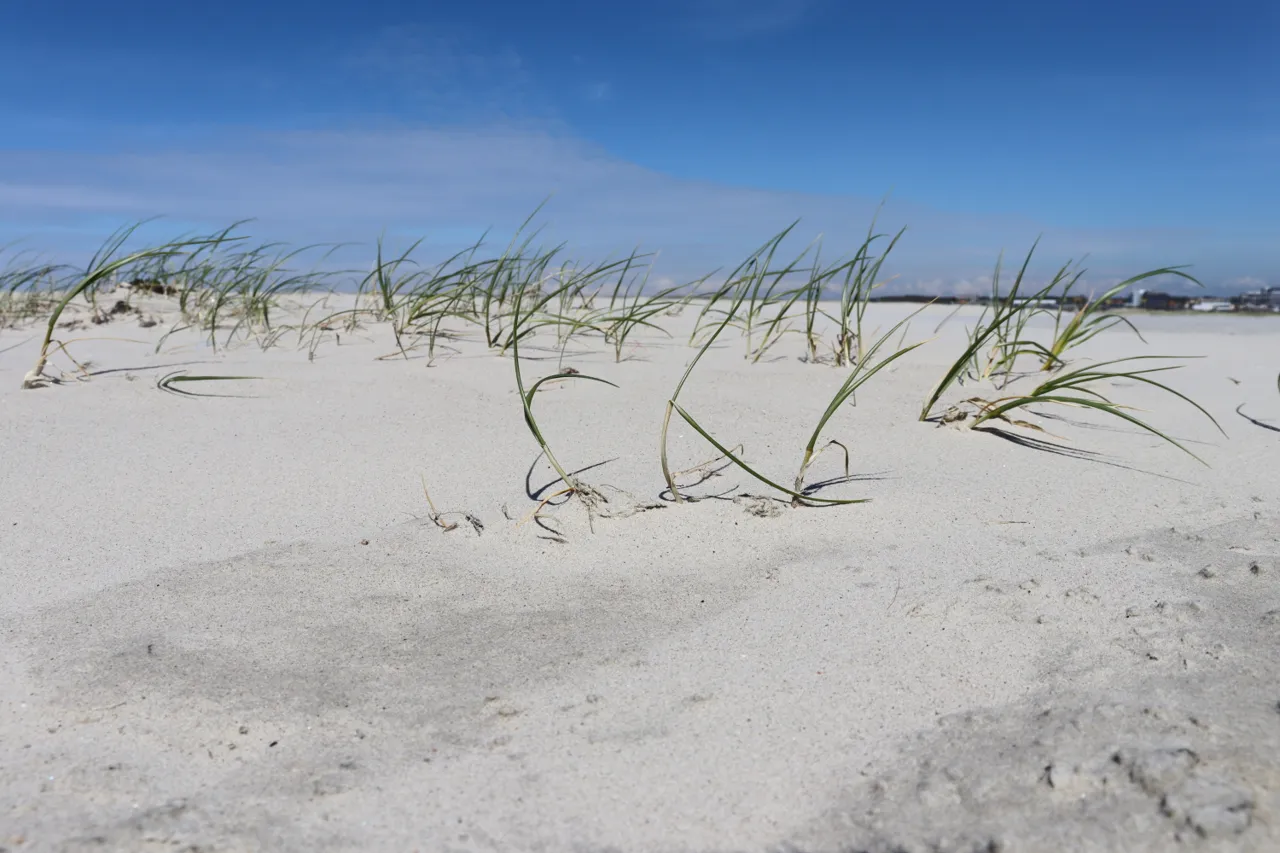 Dünengras am Strand von St. Peter-Ording